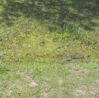 Baby alligator on right of photo