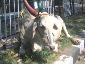 cow on sidewalk