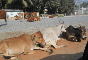 cows on streetside