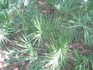 Saw palmettos is a part of the vegetation found in the Florida Everglades. It is said to have many medicinal benefits.