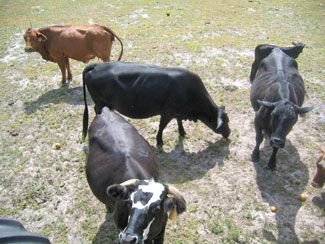 
 More cows enjoying the oranges