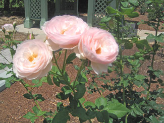  Beautiful delicate, pink  Roses