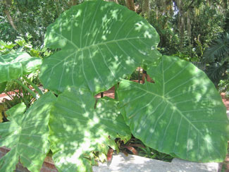 large leaves in garden