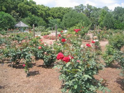 A view of the Leu Rose Garden