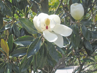 Manificent Magnolia Trees with Huge White Flowers