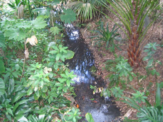 A part of the Palms Garden
