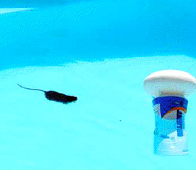 image of a mouse in the pool