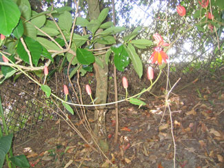 A blooming creeper