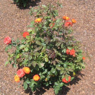 Burnished Orange Roses