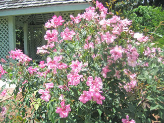 Lovely pink roses