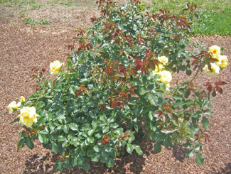 Yelow Roses