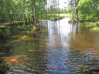 Scenic Swamps