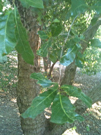 Another Oak Tree