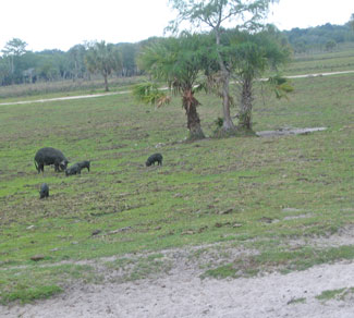 A pig family