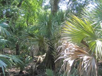 An Abundance of several varieties of Palms