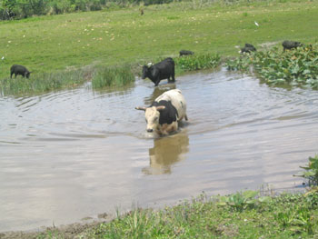 Cows wading in a stream