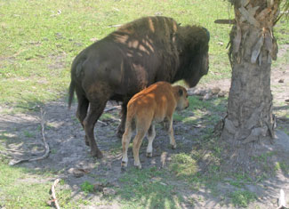 Mother and child buffalo