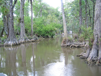 A view of the swamps