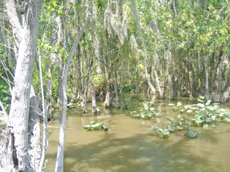Florida Swamps