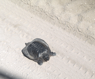 a turtle on the road, right alongside this monster truck